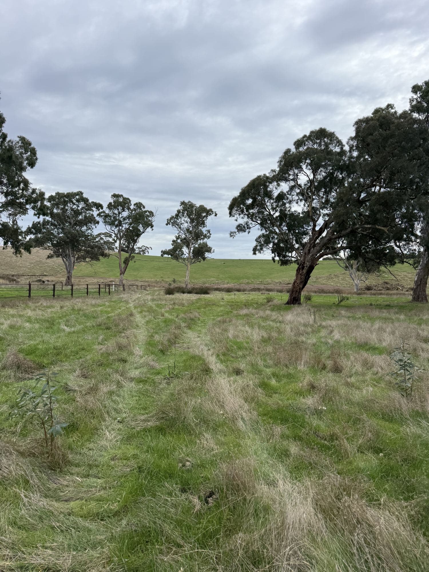 Land Clearing